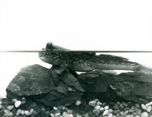 Blatnice, odpočívající na ponořených kamenech, s očima nad vodou, Londýnská zoo od Frederick William Bond