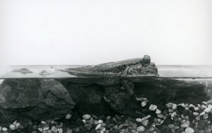 Mudskipper, spočívající na ponořených skalách, s horní polovinou těla nad vodou, London Zoo od Frederick William Bond
