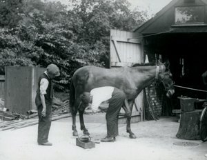 V roce 1924 byl v londýnské zoo oděn mezek od Frederick William Bond