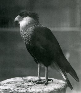 Severní chocholatý Caracara v londýnské zoo, před rokem 1930 od Frederick William Bond
