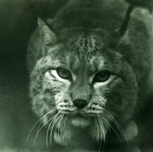 A Northern Lynx, London Zoo, únor 1925 od Frederick William Bond