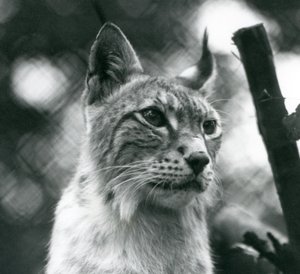 Lynx severní v londýnské zoo, červenec 1925 od Frederick William Bond