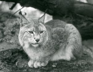 Rys severní sedící na skále, Londýnská zoo, říjen 1925 od Frederick William Bond