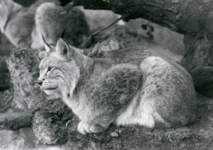 Rys severní sedící na skále, Londýnská zoo, říjen 1925 od Frederick William Bond