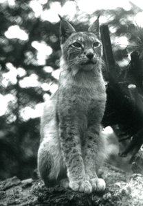 Rys severní sedící v londýnské zoo, červenec 1925 od Frederick William Bond