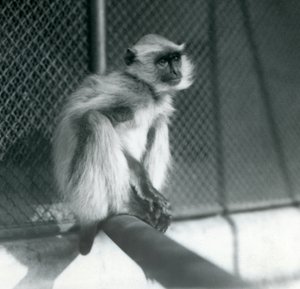 Šedý Langur Northern Plains sedící na bidýlku ve výběhu v londýnské zoo v roce 1928 (černobílá fotografie) od Frederick William Bond