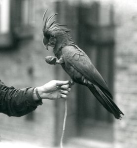 Velký černý kakadu PalmGoliath, který se jednou nohou drží na prstu chovatele a drží pamlsek ve tvaru vejce v druhé Zoo v Londýně, září 1927. od Frederick William Bond