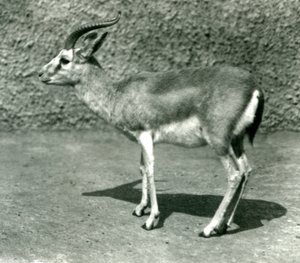Gazela perská v londýnské zoo v červnu 1925 od Frederick William Bond