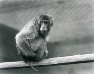 Makak prasečí sedící na bidélku ve výběhu v londýnské zoo (černobílá fotografie) od Frederick William Bond