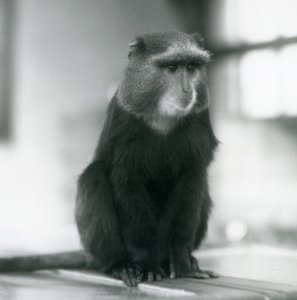 Opice Pluto, nebo Modrá opice, sedící na lavičce, London Zoo od Frederick William Bond