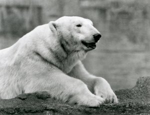 Lední medvěd odpočívající na skalnaté římse v londýnské zoo v roce 1931 (černobílá fotografie) od Frederick William Bond