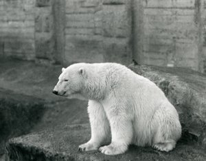 Lední medvěd sedící na skalnaté římse v londýnské zoo v září 1927 od Frederick William Bond