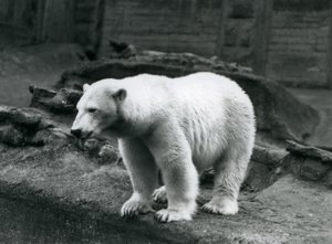 Lední medvěd stojící na okraji výběhu na úpatí Mappinových teras, Londýnská zoo, září 1928 (černobílá fotografie) od Frederick William Bond