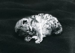 Mládě pumy v londýnské zoo od Frederick William Bond