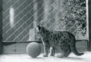 Kotě Puma s míčem, vypadající ze svého výběhu, Londýnská zoo, 1923 od Frederick William Bond