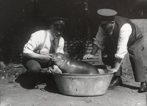 Pygmejský hroch namočený v ZSL London Zoo, srpen 1928 od Frederick William Bond