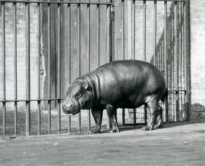 Hroch trpasličí v londýnské zoo v roce 1927 od Frederick William Bond