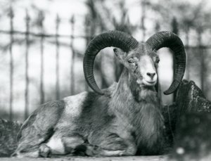 Beran sedící v londýnské zoo, 1925 od Frederick William Bond