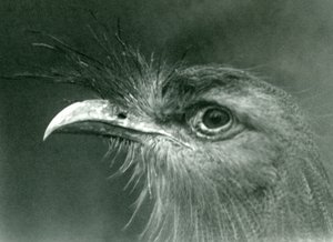 Seriema rudonohá v londýnské zoo v roce 1924 od Frederick William Bond