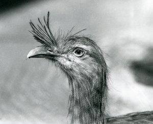 Seriema rudonohá v londýnské zoo v roce 1929 (černobílá fotografie) od Frederick William Bond