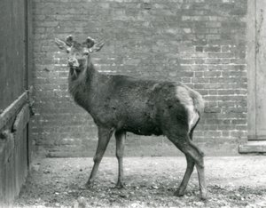 Jelen Red Deer s rašícími parohy, Londýnská zoo, srpen 1928 (černobílé foto) od Frederick William Bond