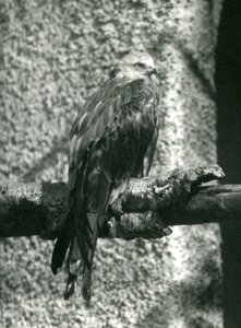 Luňák červený sedící na větvi v londýnské zoo v roce 1924 od Frederick William Bond