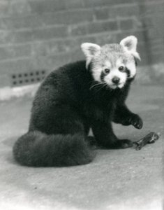 Panda červená sedící v londýnské zoo, 1917. od Frederick William Bond