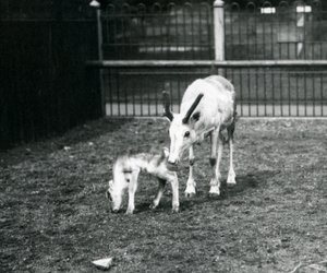Sob s mládětem v londýnské zoo, březen 1914 od Frederick William Bond