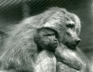 Pavián posvátný s mláďaty v londýnské zoo, červenec 1924 od Frederick William Bond