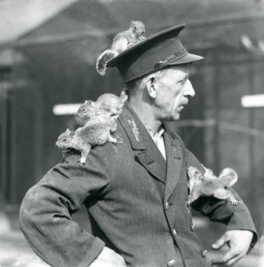 Ošetřovatel druhé třídy se čtyřmi mladými veverkami šedými šplhajícími na jeho uniformě klobouk a bundu, londýnská zoo od Frederick William Bond