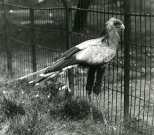 Pták tajemník v londýnské zoo v září 1923 od Frederick William Bond