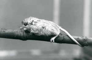 Shaws Jird šplhající po větvi v londýnské zoo v roce 1927. od Frederick William Bond