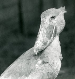 Čáp obutý, londýnská zoo, červenec 1926 od Frederick William Bond