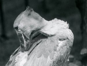 Shoebill, který si pere peří v londýnské zoo v roce 1926 od Frederick William Bond
