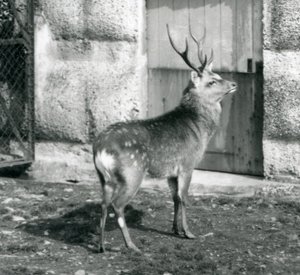 SikaJapanese Spotted Stag stojící ve svém výběhu v londýnské zoo, srpen 1927 od Frederick William Bond