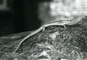 Skink odpočívá na kládě v londýnské zoo v roce 1929 (černobílá fotografie) od Frederick William Bond
