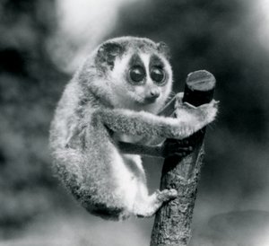 Loris štíhlý držící se konce větve, Londýnská zoo, srpen 1926 od Frederick William Bond