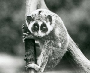 Štíhlá loris shlíží z větve, londýnská zoo, srpen 1926 od Frederick William Bond