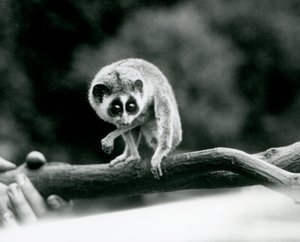 Štíhlý Loris shlíží na větev, kterou drží chovatelé, Londýnská zoo, srpen 1926 od Frederick William Bond