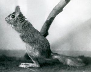 Zajíc jihoafrický SpringhareCape Jumping Hare sedící u větve ve svém výběhu, Londýnská zoo, prosinec 1925 od Frederick William Bond