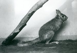 Jihoafrický SpringhareCape Skákající zajíc sedící pod větví ve svém výběhu, Londýnská zoo, prosinec 1925 od Frederick William Bond