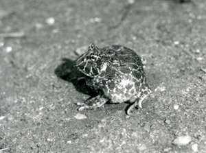 Jihoamerická horned Frog, Londýnská zoo, prosinec 1925 od Frederick William Bond