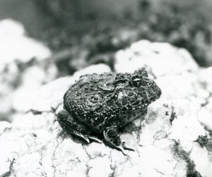 Jihoamerická rohatá žába sedící na skále, Londýnská zoo, srpen 1928 (č/b foto) od Frederick William Bond