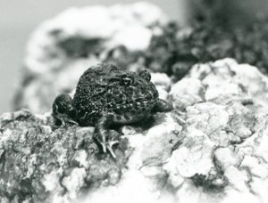 Jihoamerická rohatá žába sedící na skále ukazující svou obrannou pozici, Londýnská zoo, srpen 1928 (černobílá fotografie) od Frederick William Bond