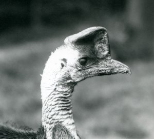 Kasuár jižní v londýnské zoo, červen 1925 od Frederick William Bond