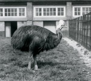Kasuár jižní v londýnské zoo v červnu 1925 od Frederick William Bond