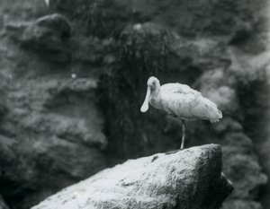 Spoonbill stojící na skále v londýnské zoo v září 1927 od Frederick William Bond