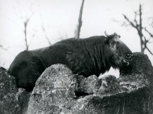 Takin, známý také jako kamzík skotu nebo koza gnu, odpočívá na skále, Londýnská zoo, 1925 od Frederick William Bond