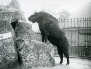 Takin, také známý jako kamzík z dobytka nebo koza Gnu, stojí vzpřímeně s předníma nohama položenýma na skále, Londýnská zoo od Frederick William Bond