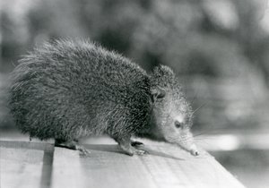 Tenrec v londýnské zoo v roce 1929 (černobílá fotografie) od Frederick William Bond